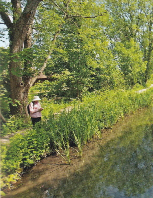 The river at Winnall Moors Nature Reserve